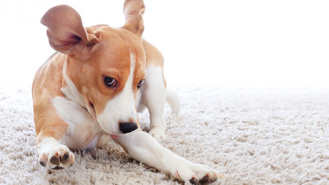 Pet Odor Removal Columbus Ohio